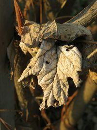 Close-up of plant against blurred background