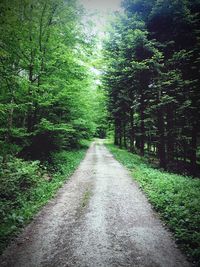 Road passing through forest