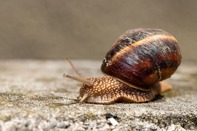 Close-up of snail