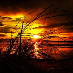 Silhouette of trees at sunset