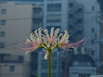 Close-up of red flowering plant against window