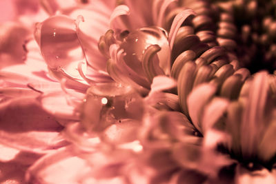 Pink fragility with a drop of dew - beautiful gerbera