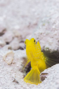 Close-up of yellow toy on rock