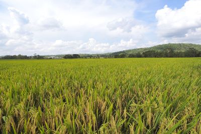 Scenic view of agricultural field against sky