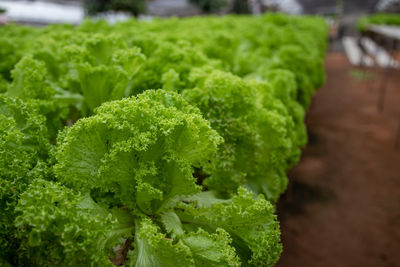 Close-up of green leaves