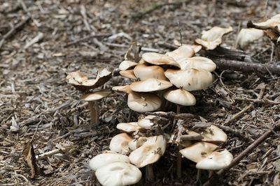 Close-up of mushrooms growing on field