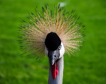 Close-up portrait of a bird