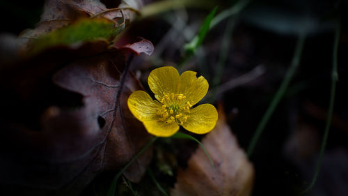 Close-up of yellow flowering plant