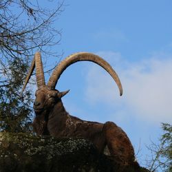 Horned wild goat in its natural habitat