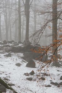 Trees in forest during winter