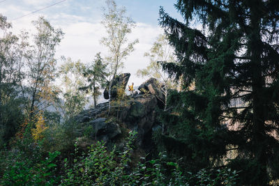 Low angle view of trees in the forest