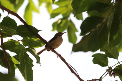 Low angle view of bird perching on branch