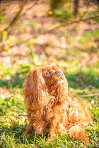 Dog looking away on field