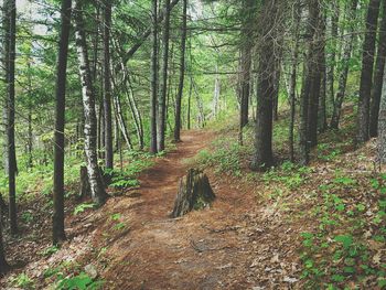 Trees in forest