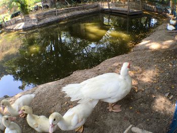 High angle view of swans at lakeshore