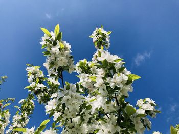 Low angle view of white flowering plant against blue sky