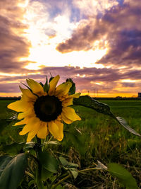 Close-up of sunflower on field against sky during sunset
