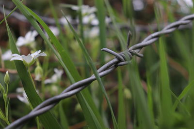 Close-up of plant on field