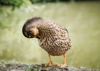 Close-up of bird