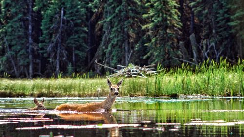Horse by lake against trees