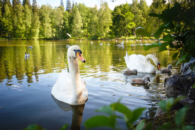 Swans and cygnets swimming on lake