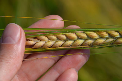 Cropped hand holding wheat