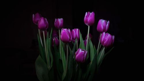 Close-up of pink tulips against black background