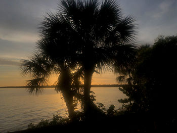 Silhouette palm trees by sea against sky at sunset