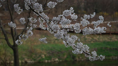 Close-up of white flowers blooming on tree during winter