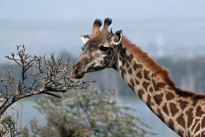 Giraffe in a zoo