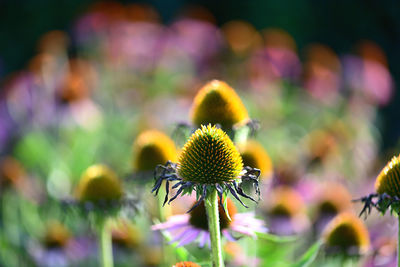 Close-up of yellow flowering plant