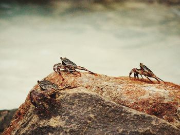 Close-up of lizard on rock against sky