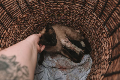 Siamese cat gives birth to litter of 5 - white and black kittens