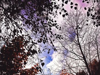 Low angle view of tree against sky