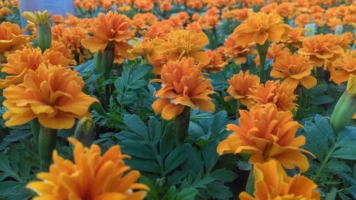 Close-up of yellow flowers blooming outdoors