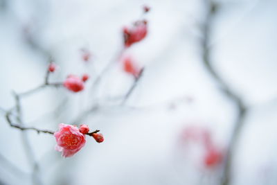 Close-up of cherry blossom