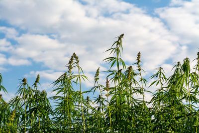 Low angle view of plants against sky