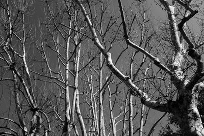 Low angle view of bare trees in forest during winter