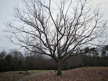 Bare tree on field against sky