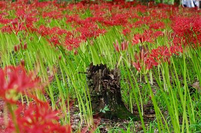 View of red flowering plants on land