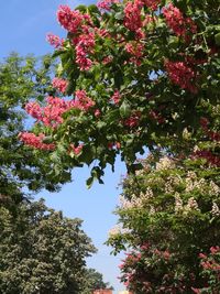 Low angle view of flowering plant