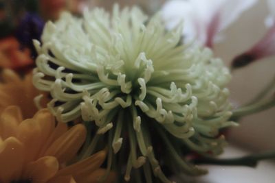 Close-up of white roses