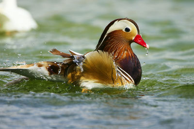 Bird in water