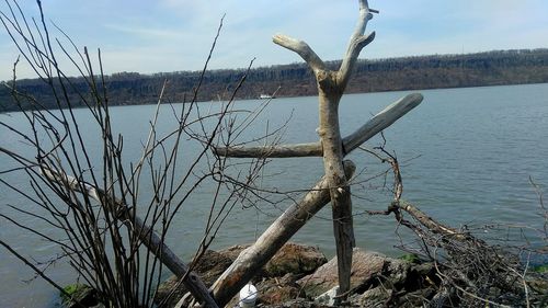 Bare tree by lake against sky