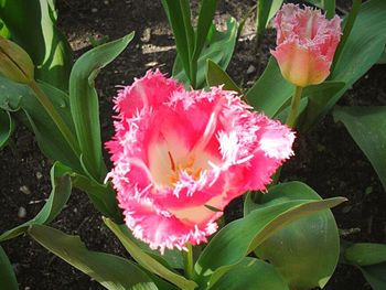 Close-up of pink flowers