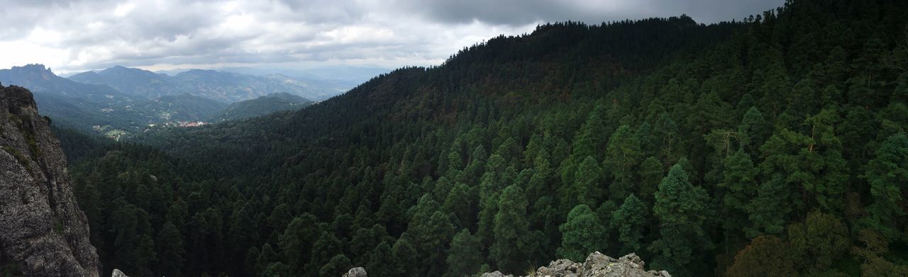 nature, pinaceae, growth, pine tree, landscape, lush foliage, beauty in nature, mountain, tree, tranquil scene, tranquility, outdoors, lush - description, no people, freshness, day, sky