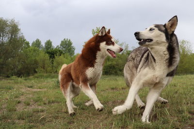 View of two dogs on field