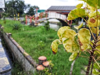 Close-up of flowering plant on field against building