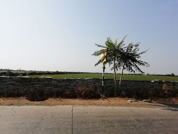 Palm trees on field against clear sky