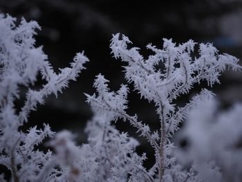 frost